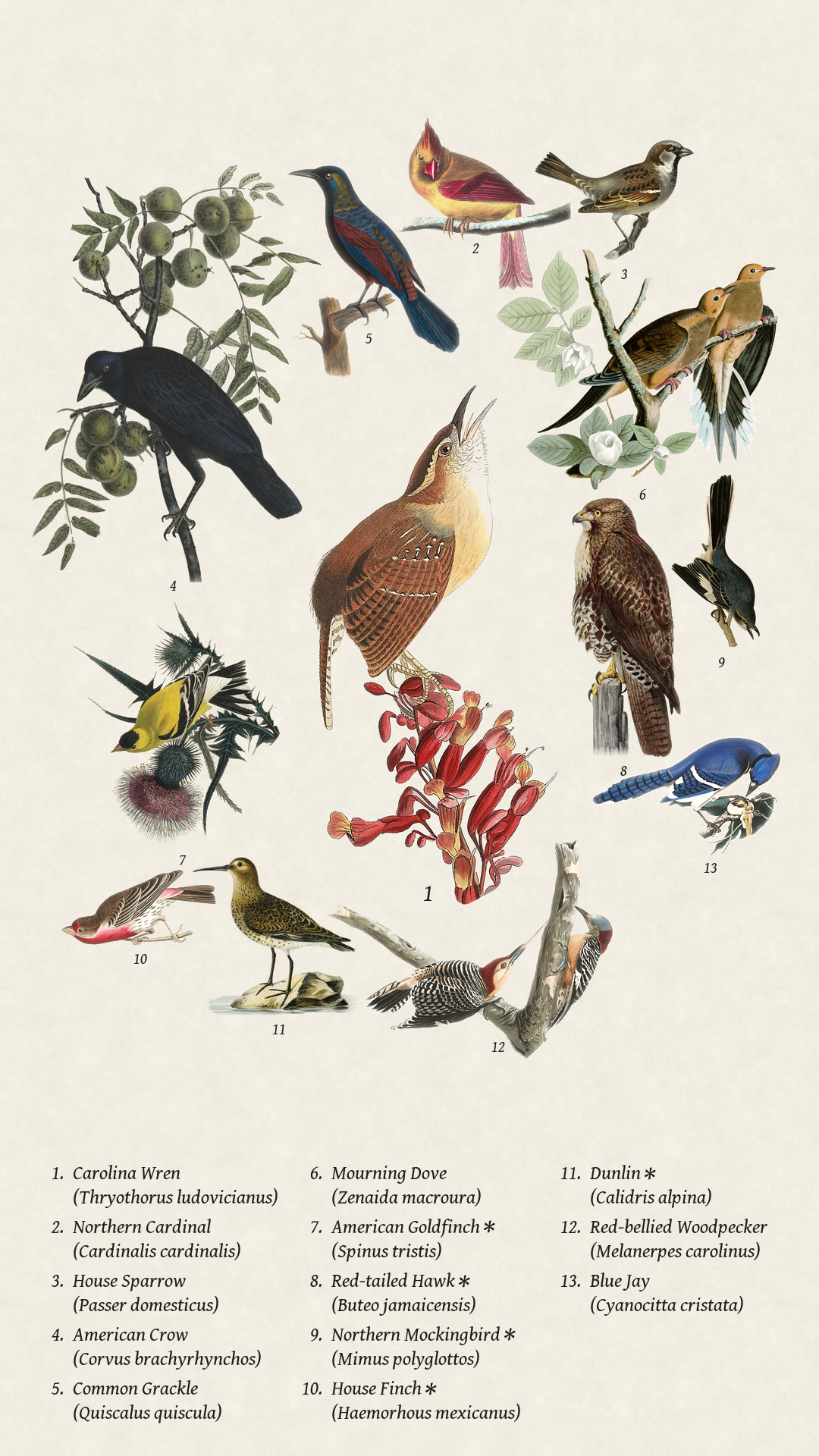 Birds seen recently